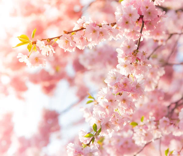 Spring border background with pink blossom — Stok Foto