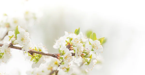 Spring border background with white blossom — Stock Photo, Image