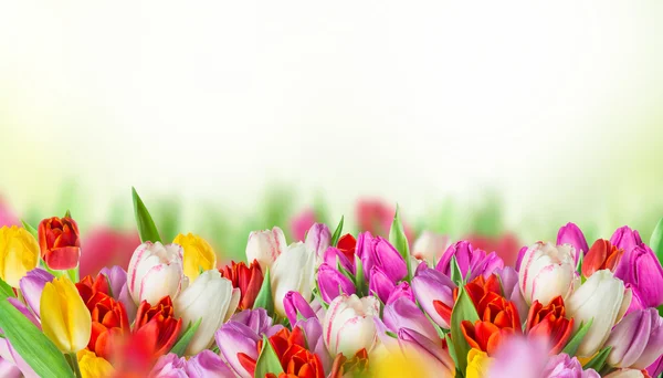 Tulipanes coloridos sobre fondo blanco . — Foto de Stock