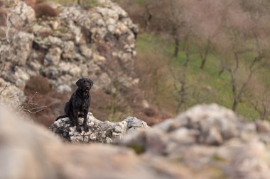 Güzel köpek siyah köpek Amy dağlar