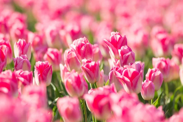 Beautiful bouquet of colorful tulips. — Stock Photo, Image