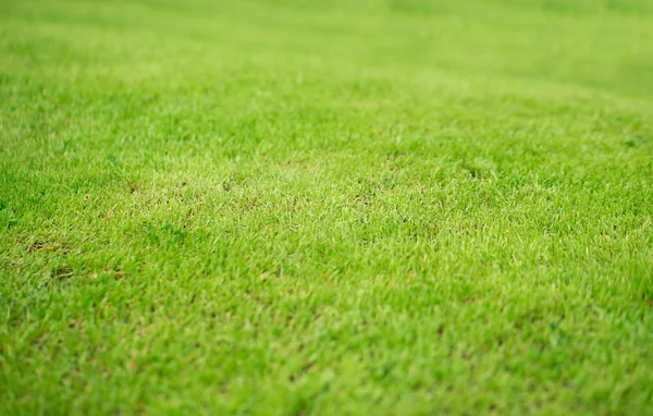 Vert herbe texture de fond. — Photo