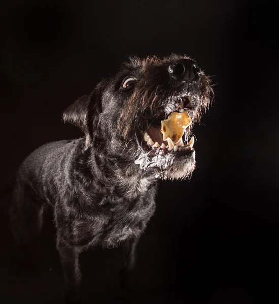 Preto engraçado cão comendo comida . — Fotografia de Stock