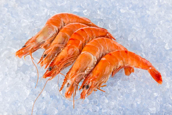 Fresh shrimps on crushed ice. — Stock Photo, Image