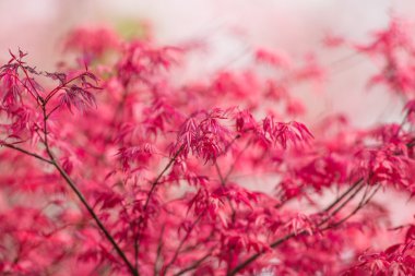 Japon akçaağaç kırmızı yaprakları.