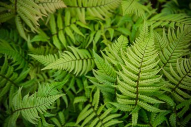 green fern as a background clipart