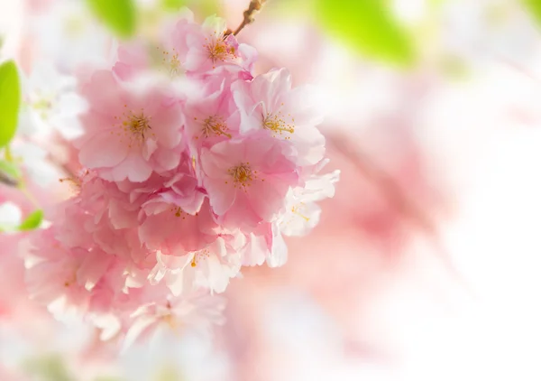 Fondo de borde de primavera con flor rosa —  Fotos de Stock
