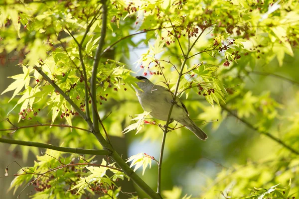 Fond vert frais avec des feuilles . — Photo