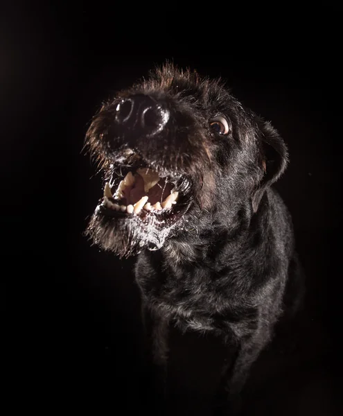 Preto engraçado cão comendo comida . — Fotografia de Stock