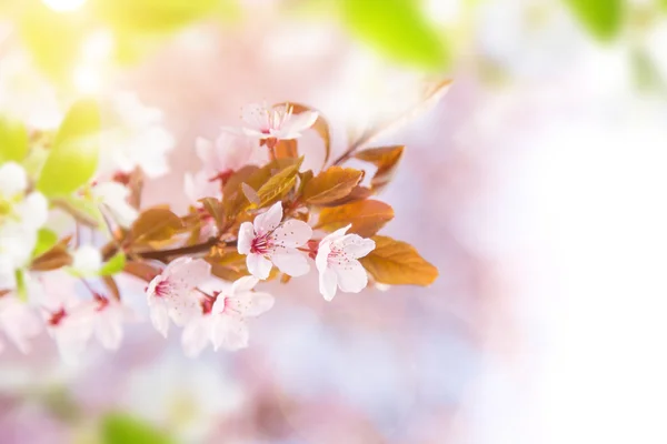 Spring border background with pink blossom — Stock Photo, Image