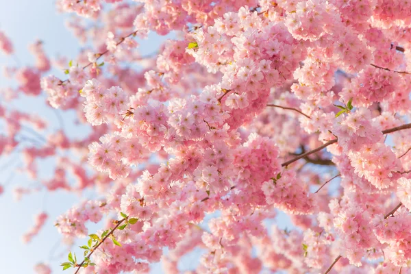 ピンクの花と春の境界線の背景 — ストック写真