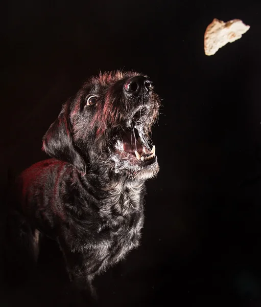 Preto engraçado cão comendo comida . — Fotografia de Stock