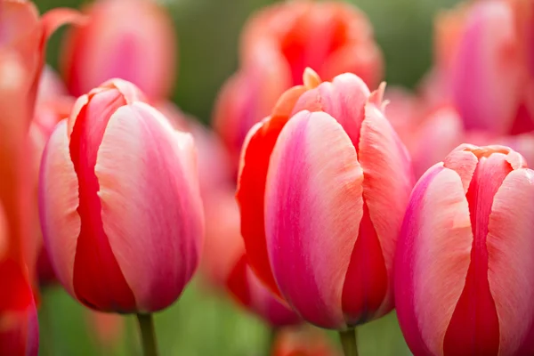 Beautiful bouquet of colorful tulips. — Stock Photo, Image