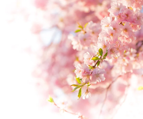 Fundo da borda da primavera com flor rosa — Fotografia de Stock