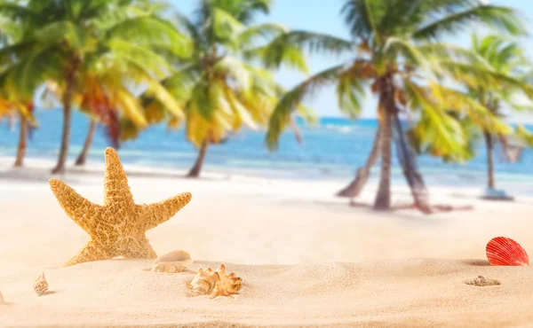 Starfish trópusi tengerparton. — Stock Fotó