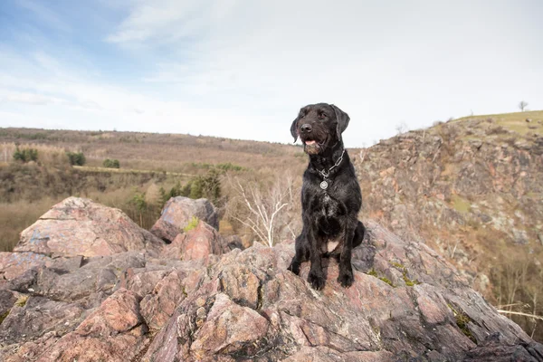 Wunderschöner schwarzer Hund amy auf den Bergen — Stockfoto