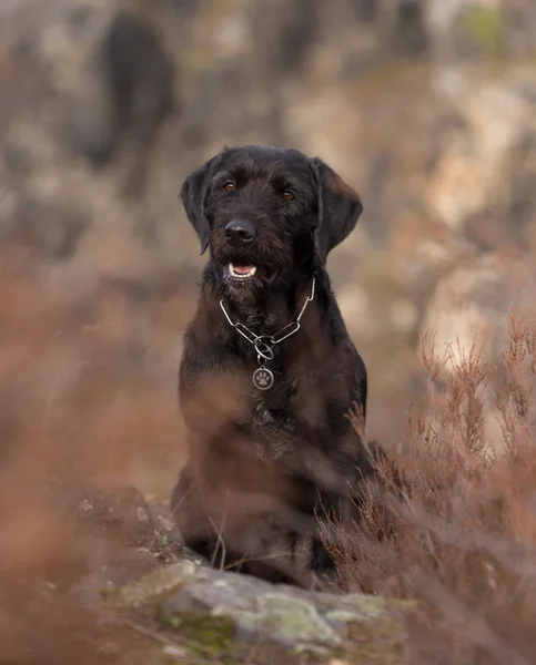 Bonito cão preto rafeiro Amy em montanhas — Fotografia de Stock