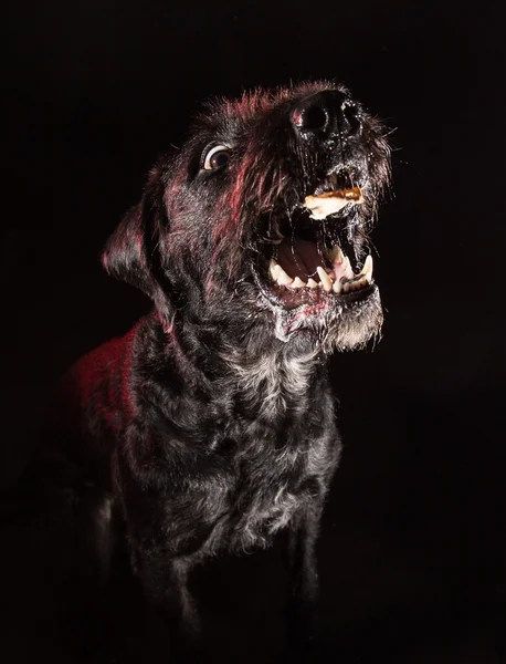 Preto engraçado cão comendo comida . — Fotografia de Stock