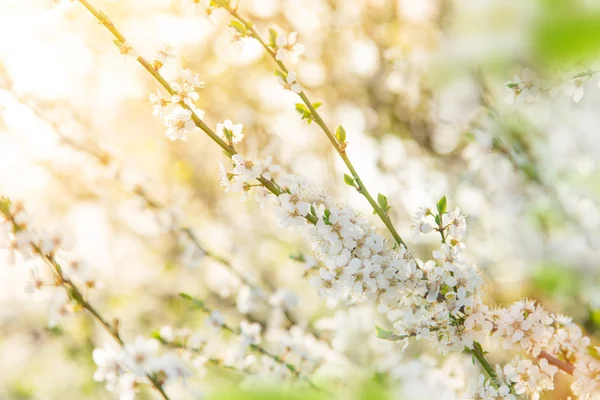 Arrière-plan bordure printemps avec fleur blanche — Photo