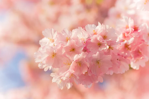 Spring border background with pink blossom — Stock Photo, Image