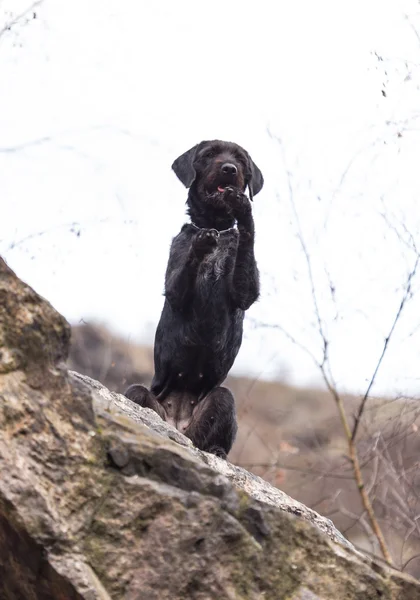 Hermoso perro negro perro Amy en las montañas —  Fotos de Stock