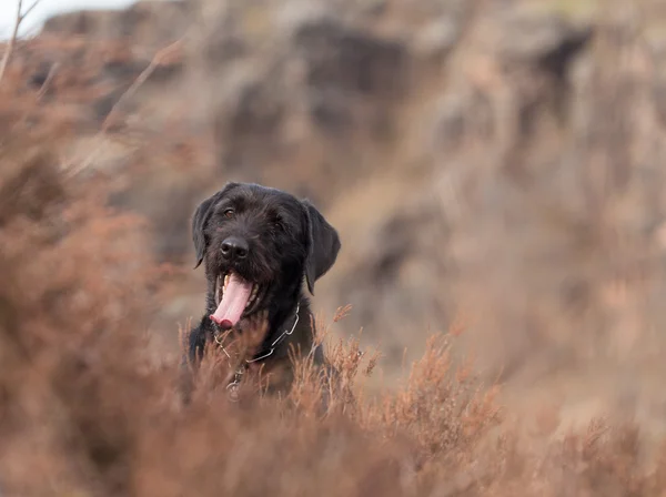 Bonito cão preto rafeiro Amy em montanhas — Fotografia de Stock