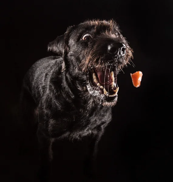 Negro divertido perro comer comida . —  Fotos de Stock