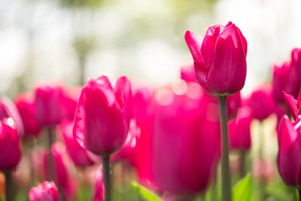 Прекрасный букет разноцветных тюльпанов. — стоковое фото