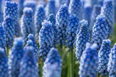 Grape Hyacinth Premium Stock Photos Download For Commercial Use Format Jpg Images High Resolution