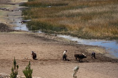 Kişi ile pulluk Bolivya alan çalışması