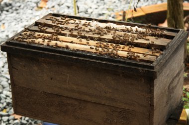 Doğal orman arısı kutusu