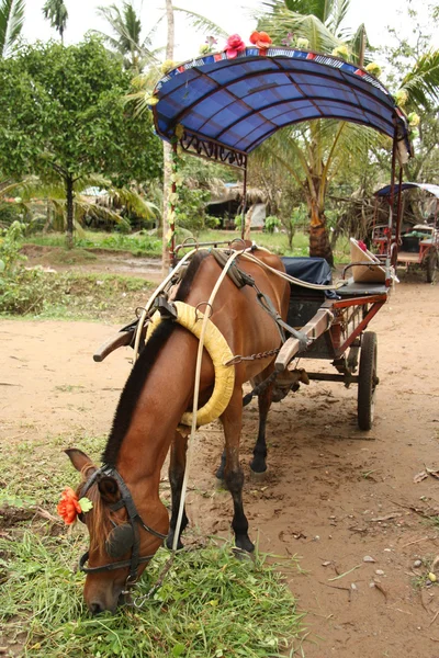 Кінь з вінтажним візком — стокове фото