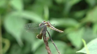 Yusufçuk daldan uçar