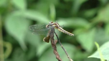 Yusufçuk dalda oturur