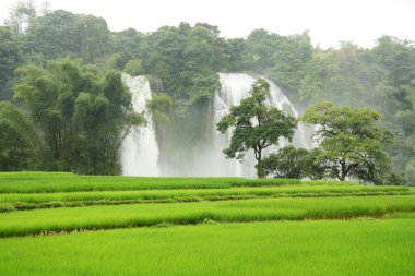 Gioc şelale yasağı ve Vietnam alanlarında pirinç