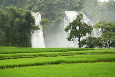 Ban Gioc Waterfall with ducks in a rice field clipart