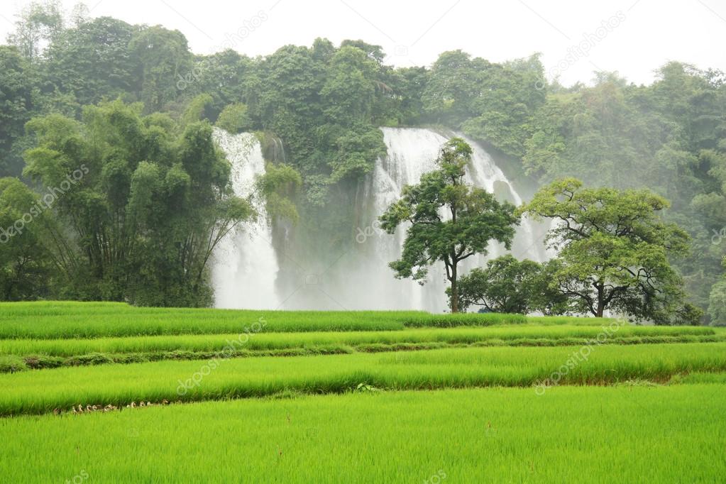 Ban Gioc Waterfall and rice fields in Vietnam