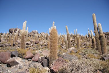 Salar de Uyuni, Bolivya büyük kaktüsler