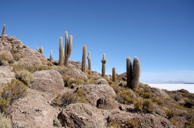 Salar de Uyuni, Bolivya taşlar büyük kaktüsler
