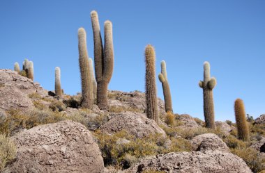 İnka Adası ile kaktüsler Uyuni tuz çölünde, Bolivya
