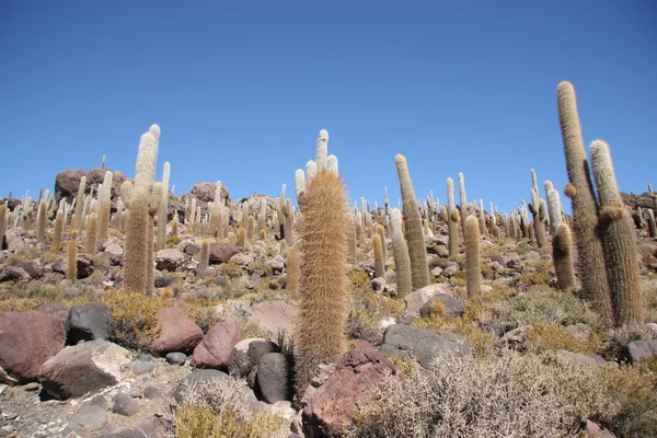 Hatalmas kaktuszok a Salar de Uyuni, Bolívia — Stock Fotó