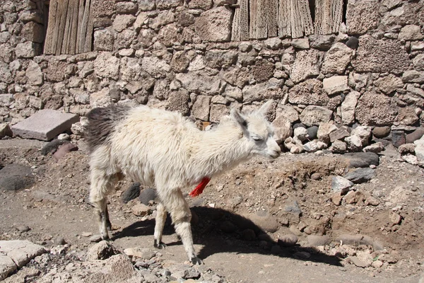 Lamy w pustyni, Salar de Uyuni, Boliwia — Zdjęcie stockowe