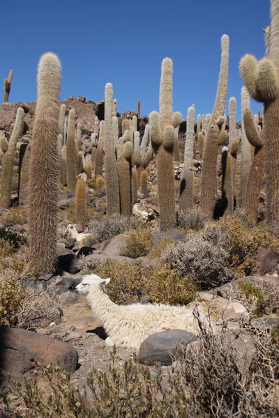Lama dans d'énormes cactus, Isla del Pescado, Salar de Uyuni — Photo