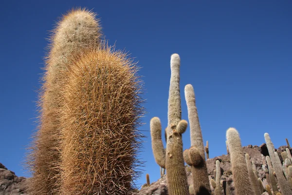 Cactus enormes sobre cielo azul, Bolivia — Foto de Stock