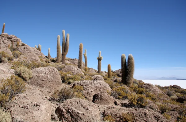 Cactus enormes en Salar de Uyuni, Bolivia —  Fotos de Stock