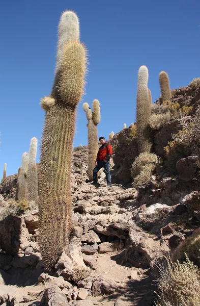 Turisztikai ember a szigeten, a kaktuszok az Uyuni, Bolívia — Stock Fotó