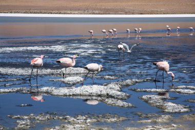 Salar de Uyuni dağ gölü flamingolar