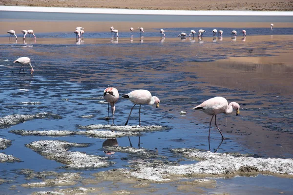 Flamingos in lagoon of Salar de Uyuni — Stock Photo, Image