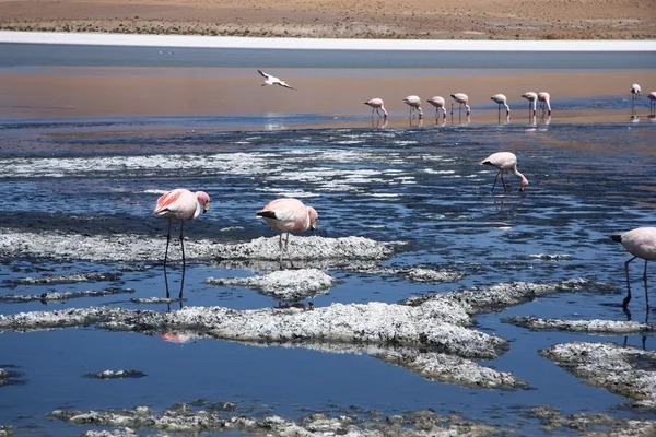 Pink flamingos in the lagoon — Stock Photo, Image