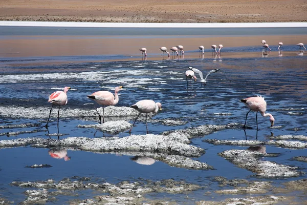 Flamingos at the mountain lake of Salar de Uyuni — Stock Photo, Image